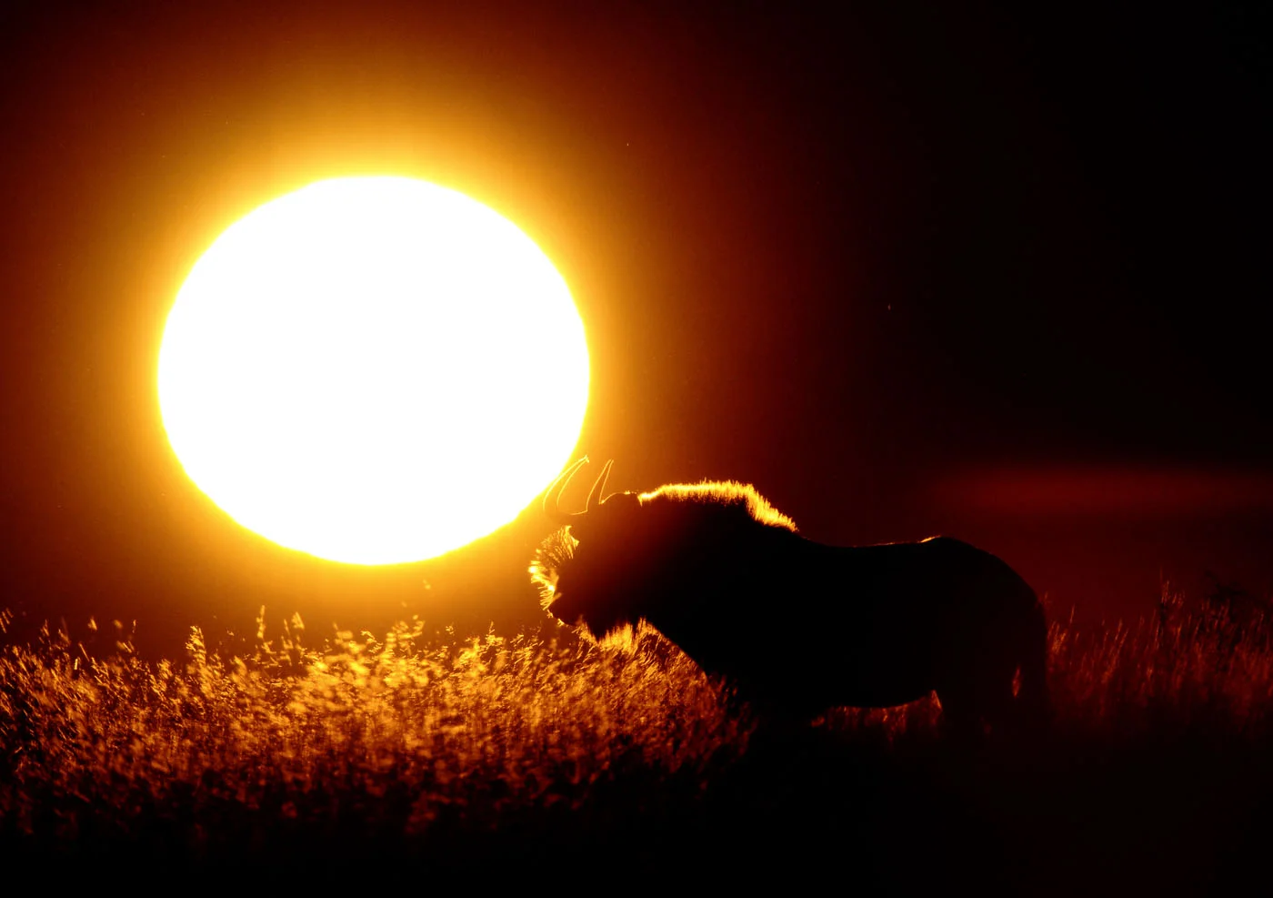 Wildebeest Sunrise.JPG