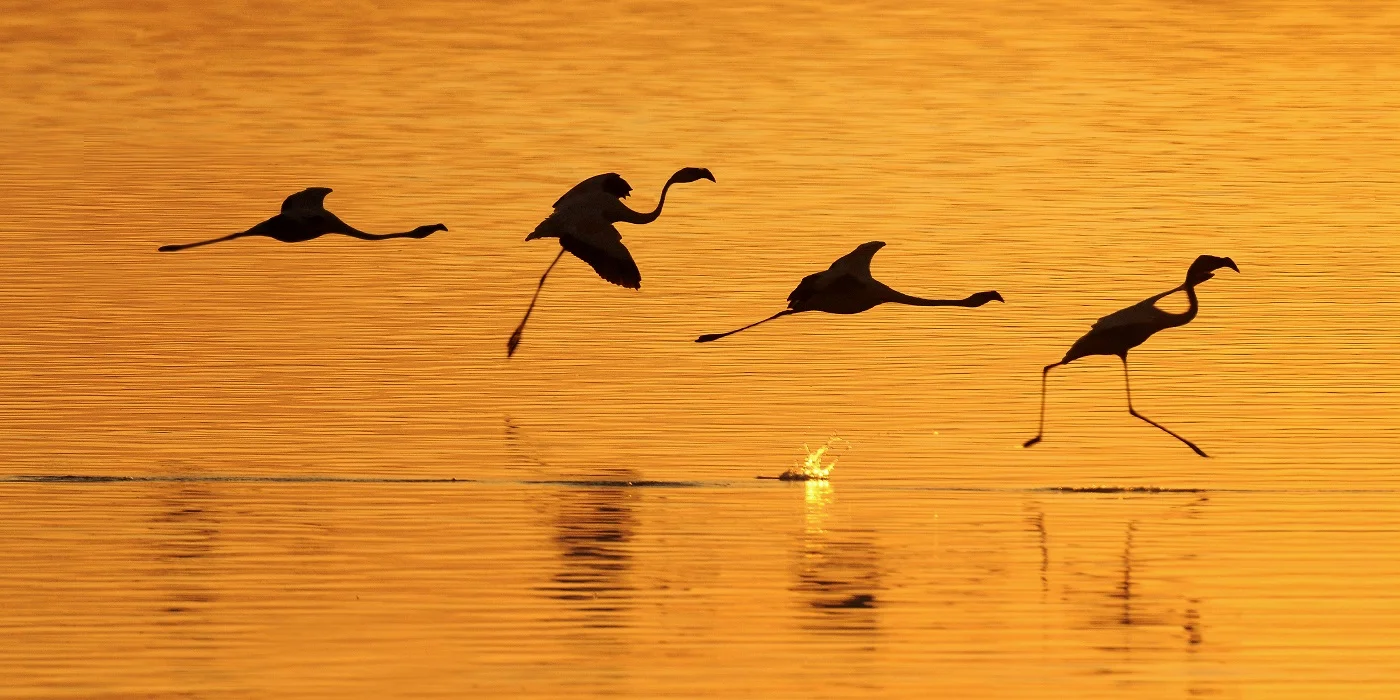 Flamingo Landind.jpg