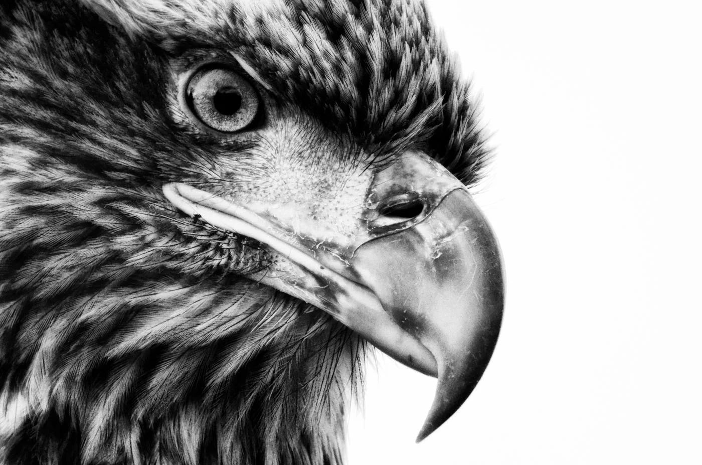 Bald Eagle.jpg