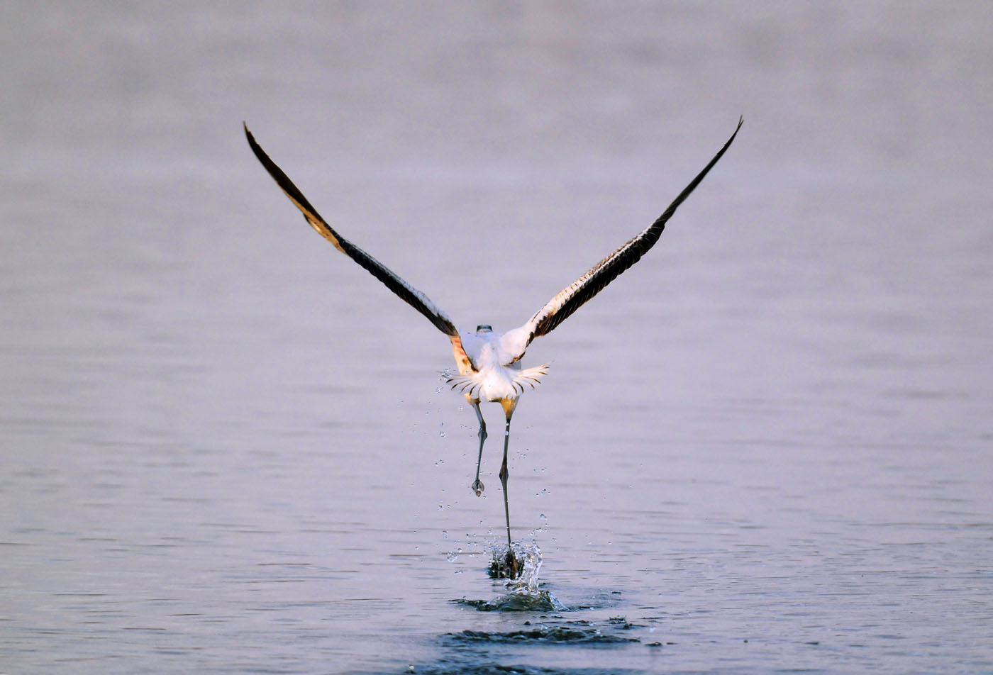 Flamingo Takeoff.jpg