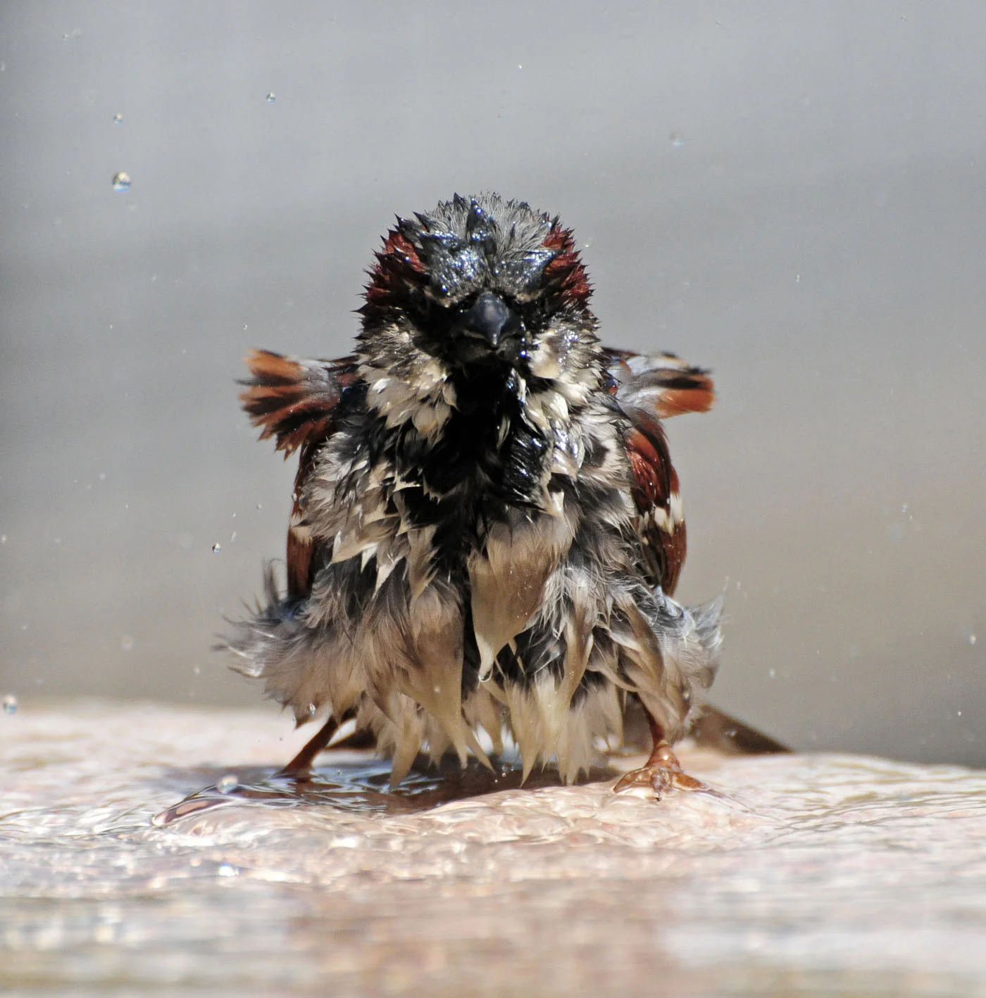 House Sparrow.jpg