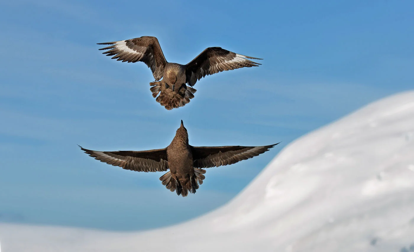 Skuas.jpg