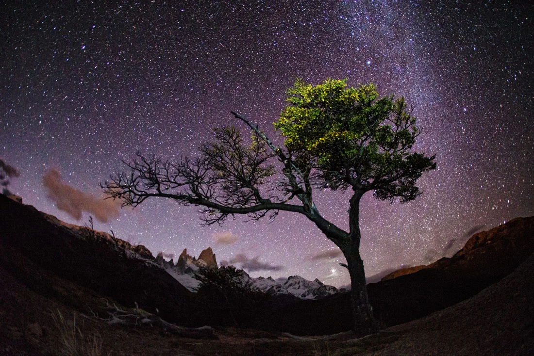 Patagonian Noche.jpg