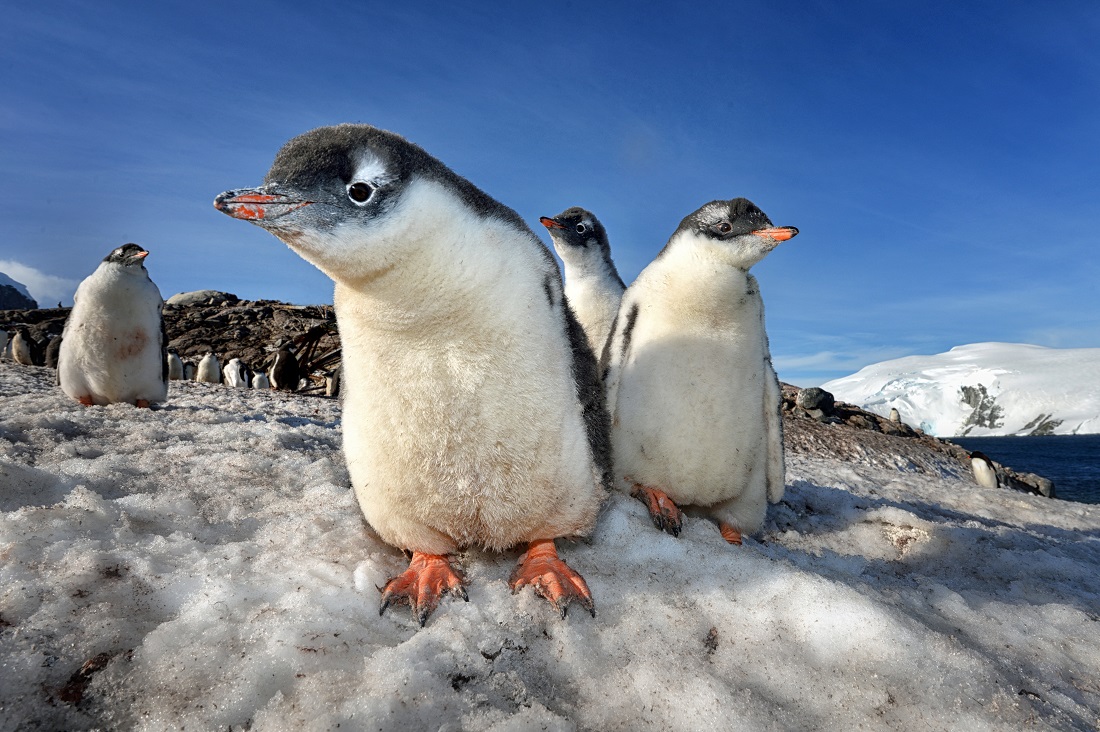 Curious Chicks (C2).jpg