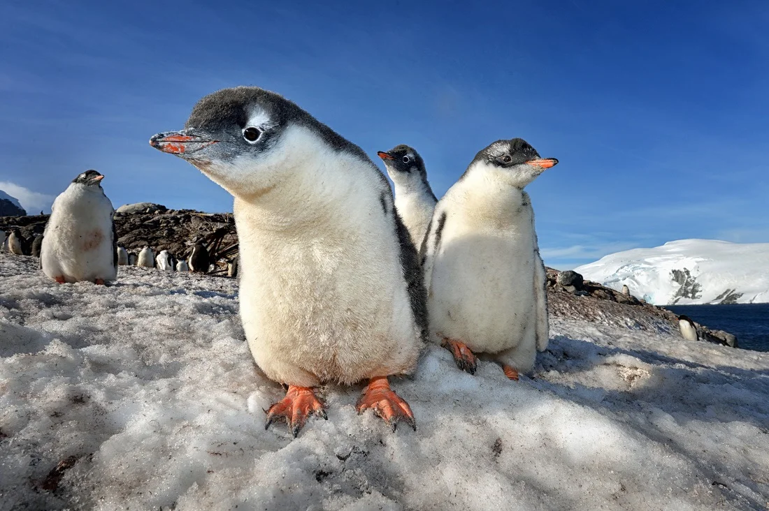 Curious Chicks (C2).jpg