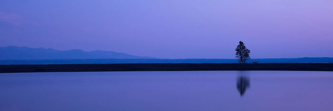 7Tree of Serenity.jpg