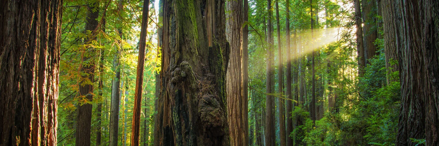 Forest Light.jpg