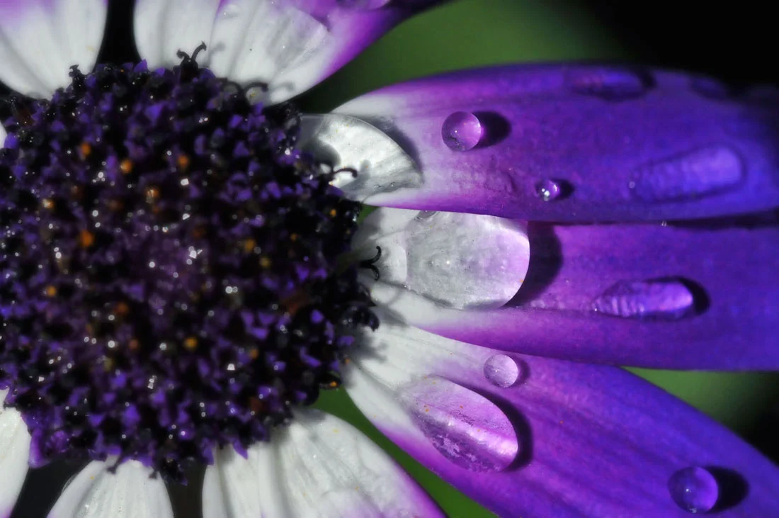 Morning Dew.jpg
