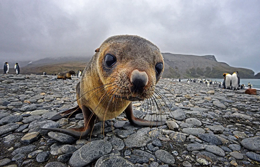 Seal Pup.jpg