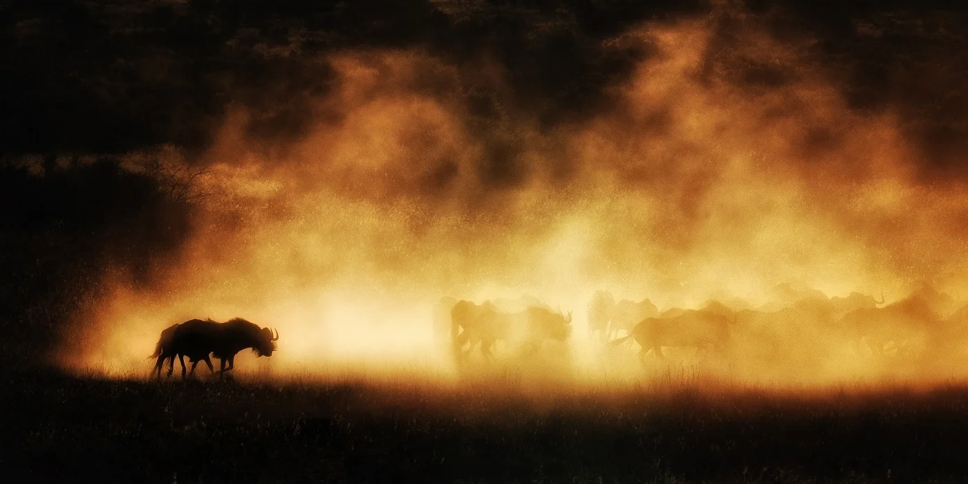 7Shadows in Dust 12x24.jpg