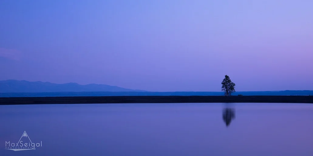 Serenity Tree - Taken in Yellowstone National Park, Wyoming