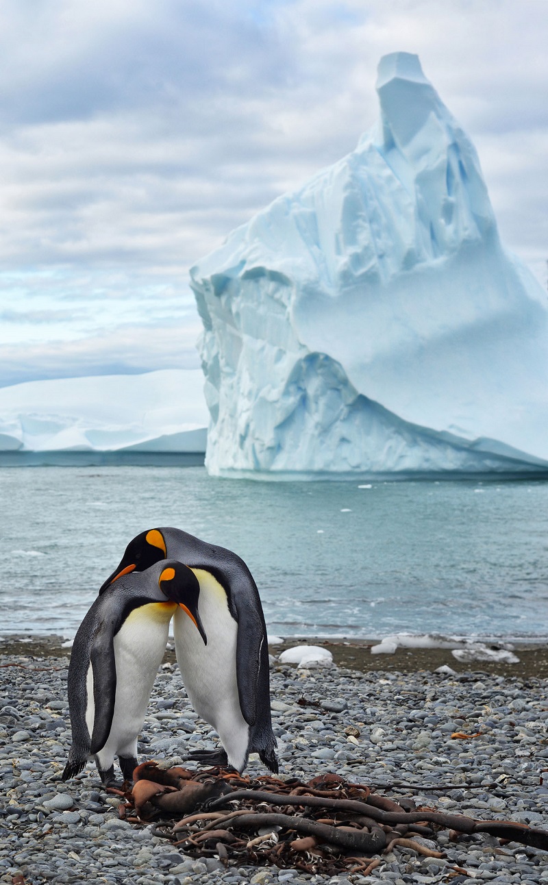 Penguin Courtship.jpg