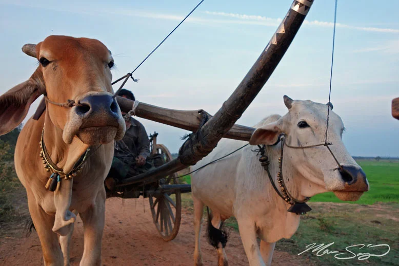 Sunrise ride on an ox cart