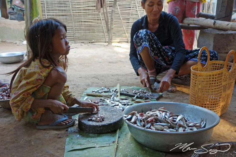 The kids get put to work at an early age. These are Trey Riel fish, which make up one of the most significant fisheries in Cambodia. During the month of January, this one species comprises nearly 50% of the entire catch in the country. It was very exciting being here during the busy time of year when fishing activities were going on all over the place, both day and night!