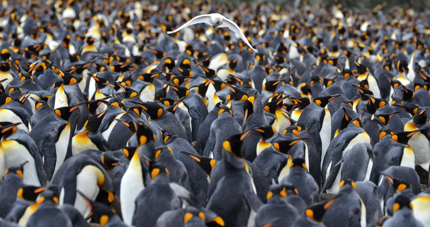 Penguin Colony.jpg