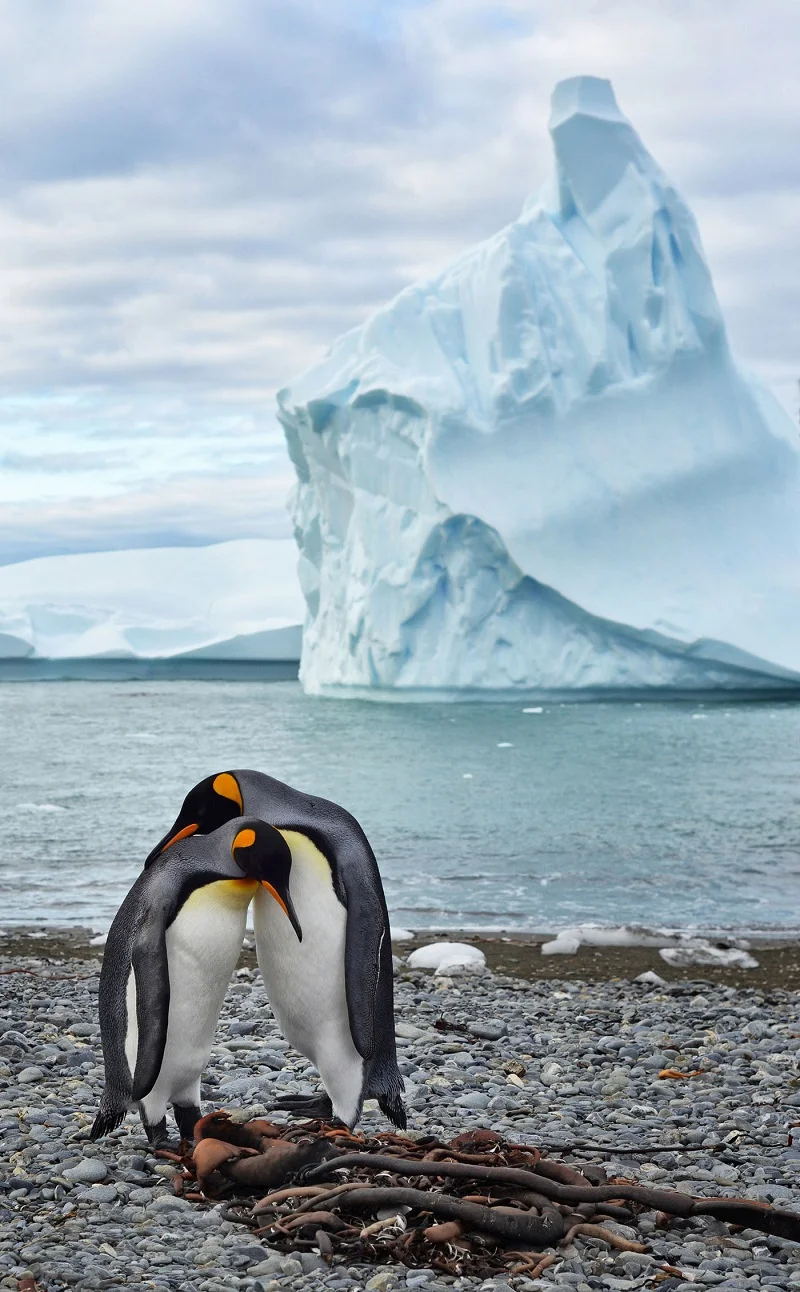 Penguin Courtship.jpg
