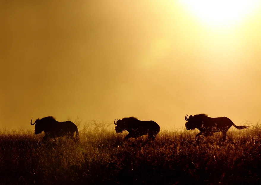 Wildebeest Morning.JPG