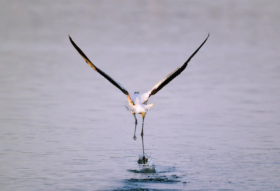 Flamingo Takeoff.JPG