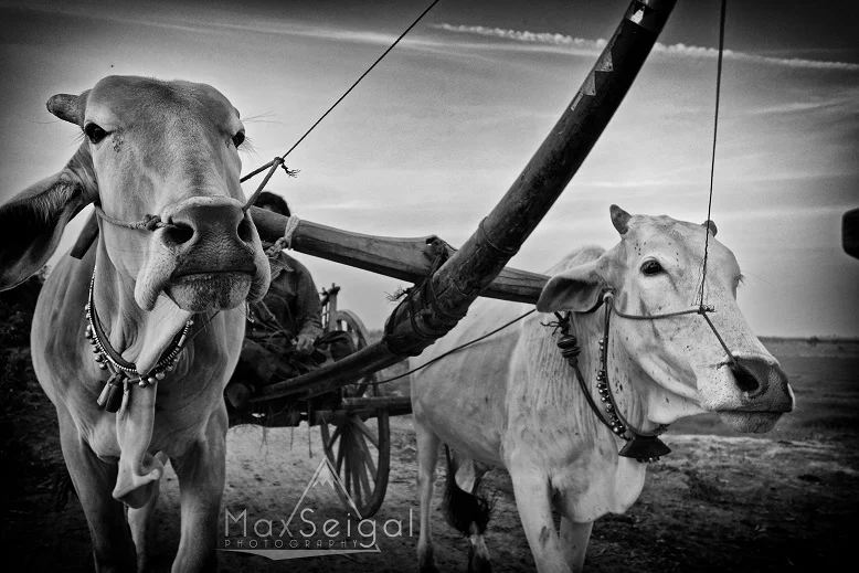 Morning ox cart ride. What a fun way to get around!