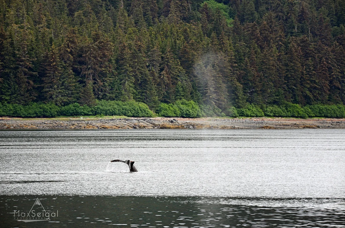 Early morning cruising... great for spotting whales!
