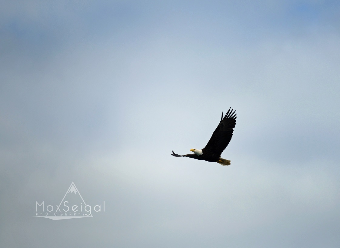 Bald eagles are a common sight out here