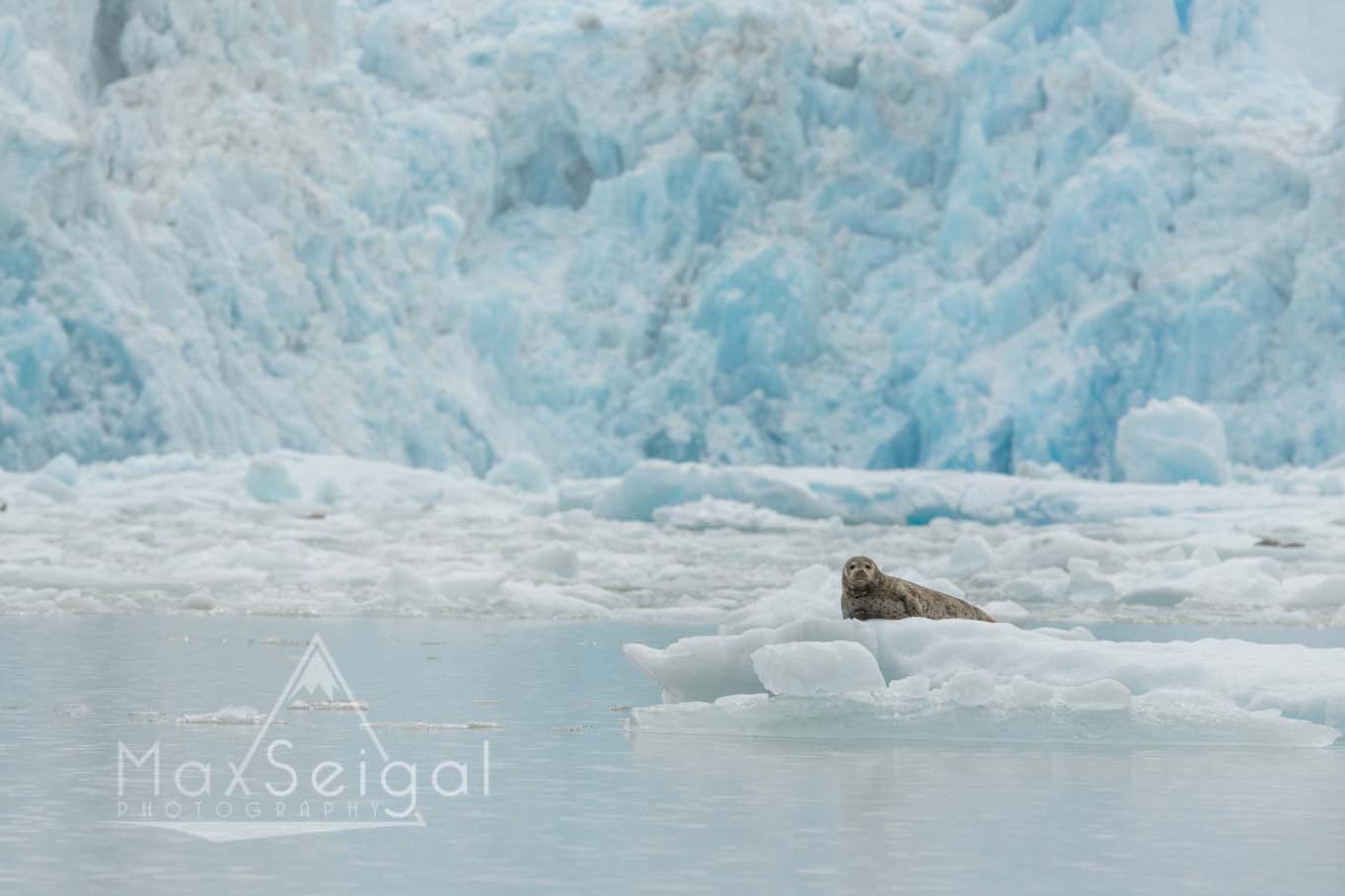 Harbor seal on ice