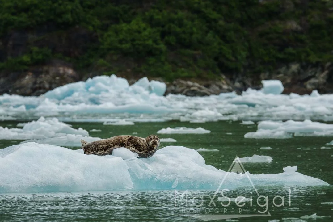 Harbor seal