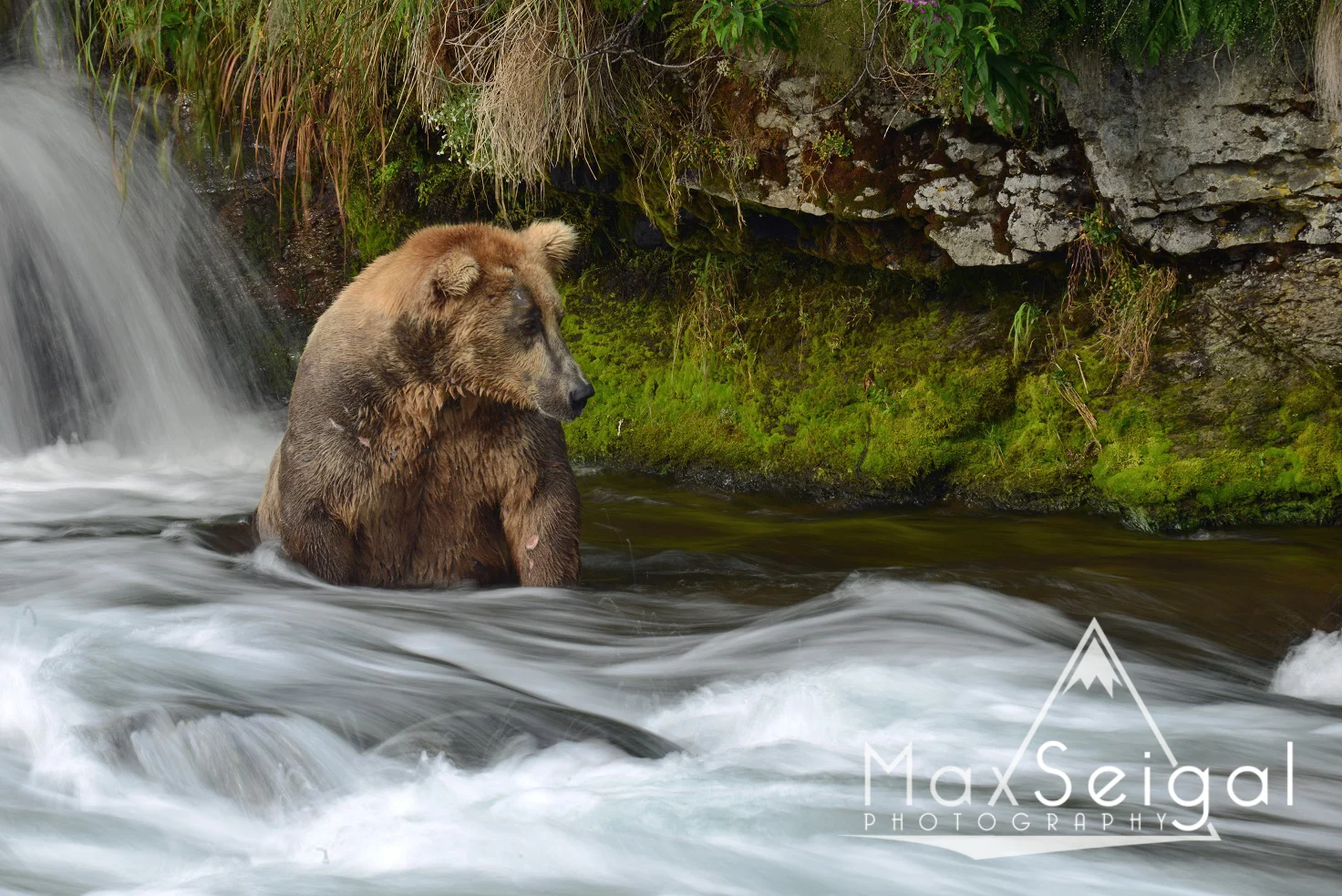 This bear was pretty funny... While other bears were running around catching all the salmon they possibly could, this guy would sit in one spot for the entire day, waiting for salmon to come to him. He turned out to be pretty successful!