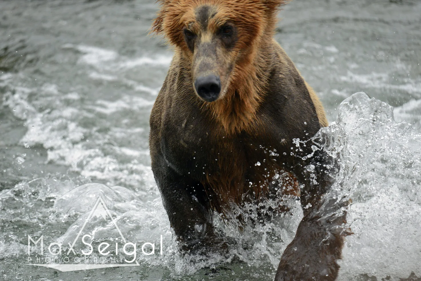 A bear charging at you full speed is a scary experience... not recommended!