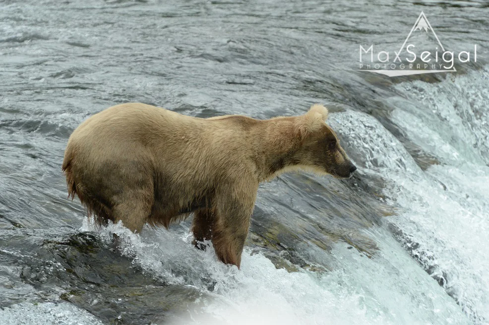 Bear fishing on top of the falls