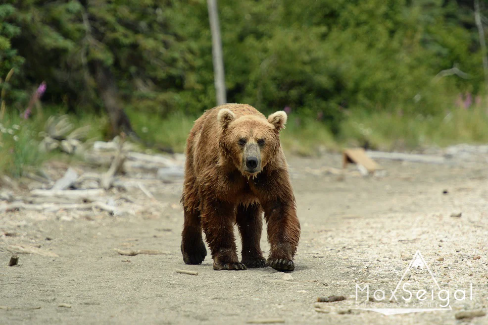 Another big male... this one walking straight down the pathway near camp