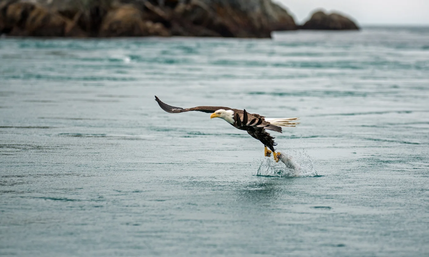 A bald eagle snatches a fish from the water near the Inian Islands. These birds of prey are very skilled at fishing, and sometimes they have been known to catch a fish too big to fly away with and they will actually swim to shore with it!