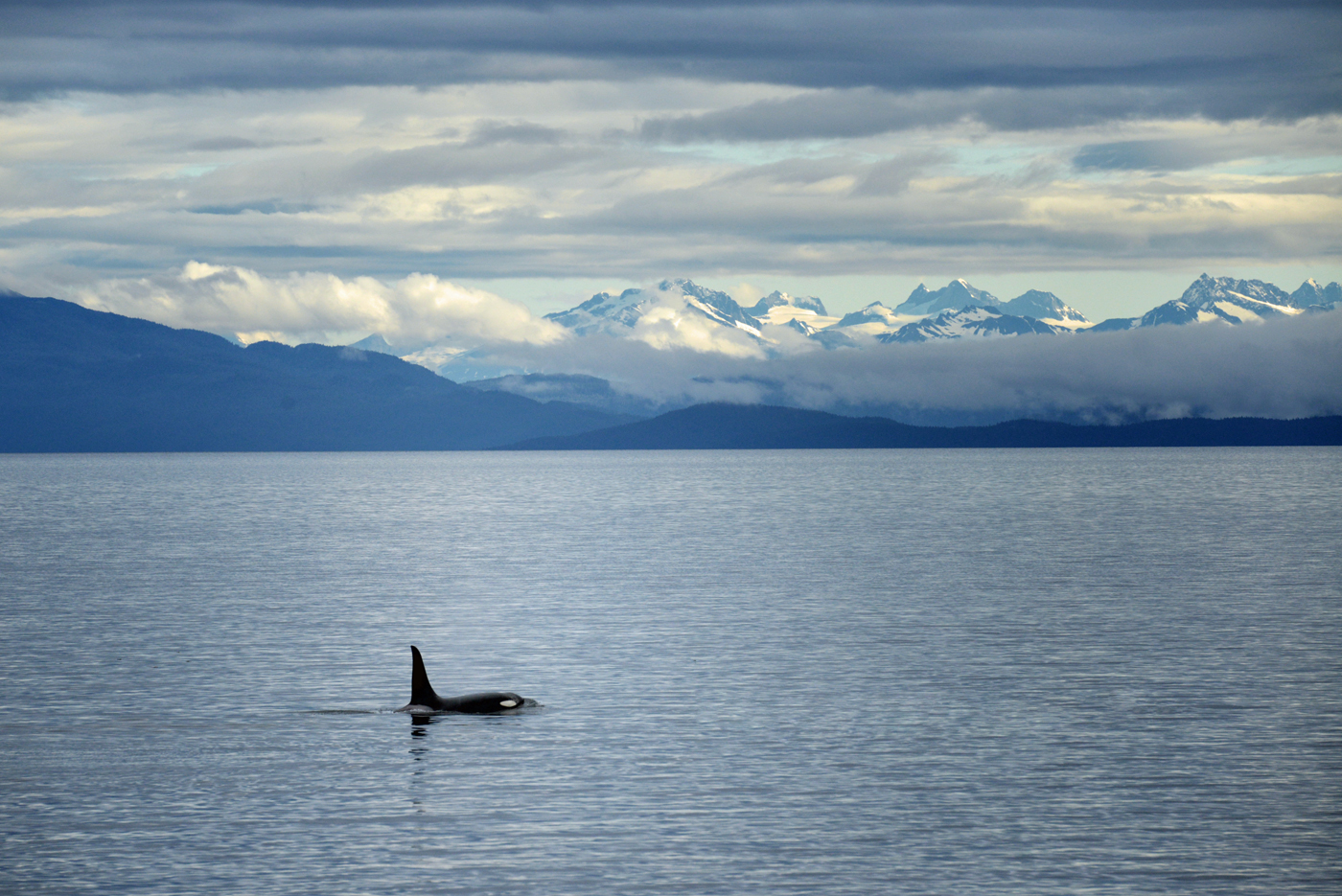 A killer whale comes up for air with the spectacular Mt. Fairweather range in the background. The Fairweathers rise up over 15,000 feet in just a few miles from the coastline in Glacier Bay National Park!