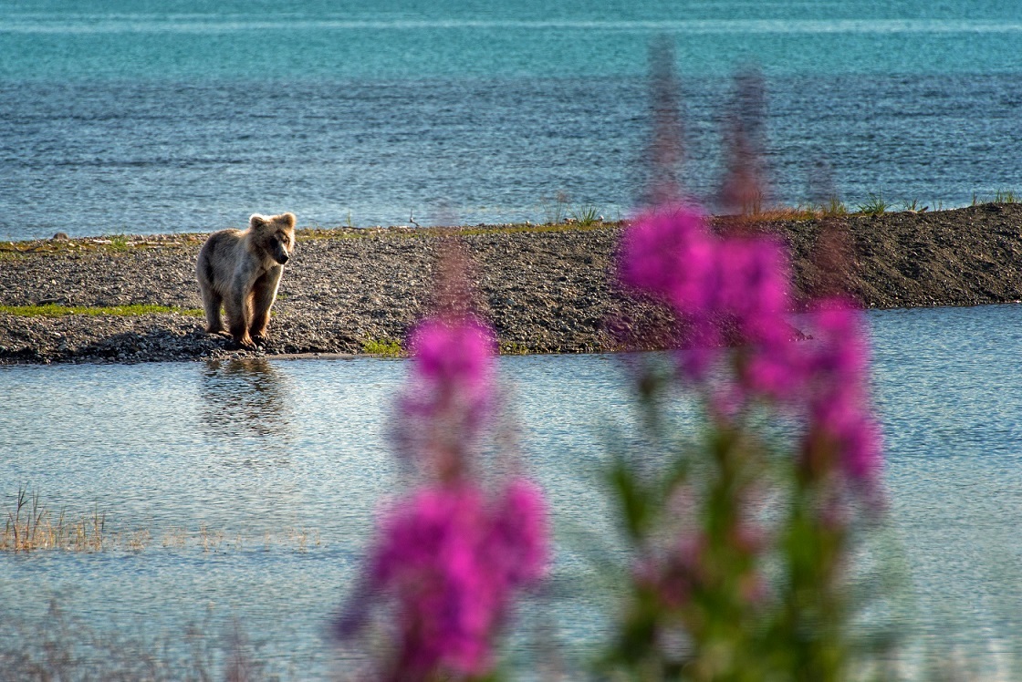 Spring Cub.jpg