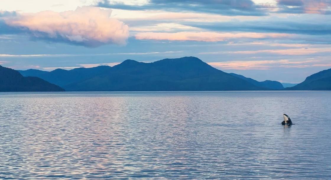 Dreaming of Alaska.jpg