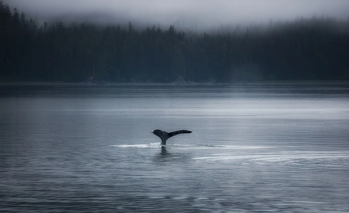 Morning Mist.jpg