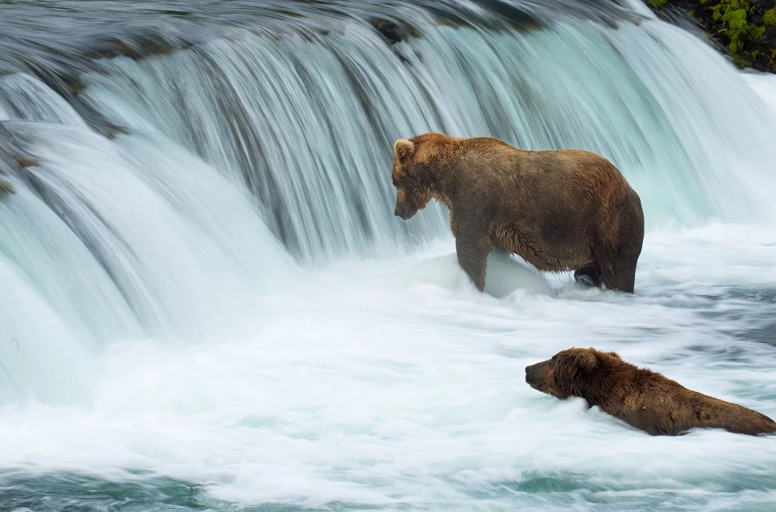 Fishing Bears.jpg