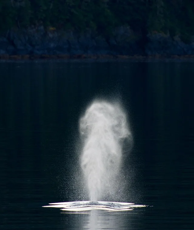 Majestic Breath.jpg