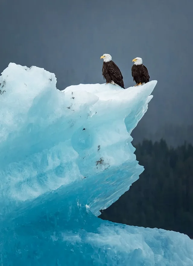 Eagle Iceberg.jpg