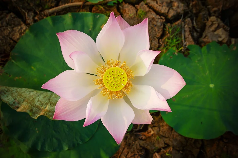 Lotus.jpg