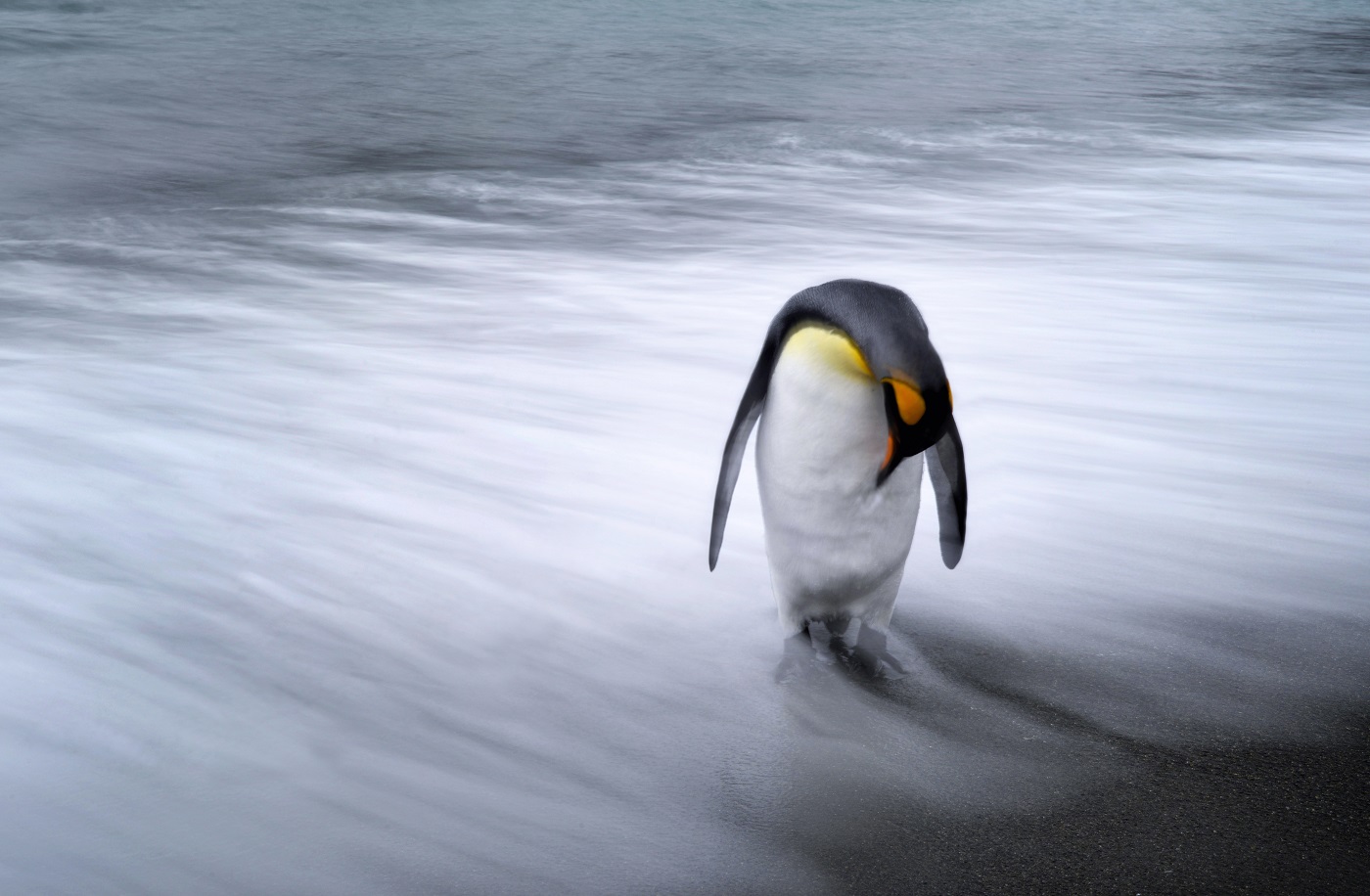 Lone Penguin.jpg
