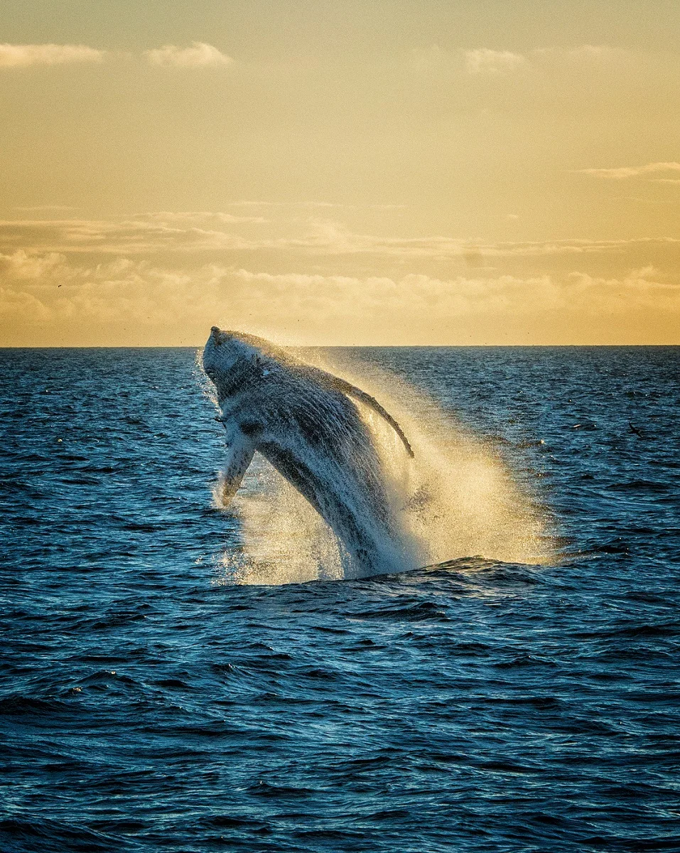Sunset Breach.jpg