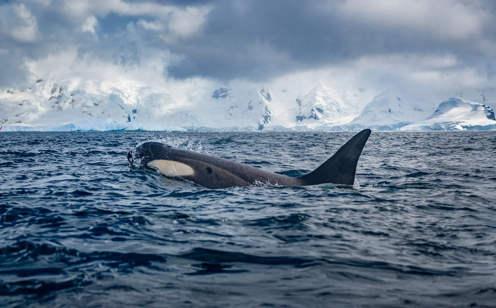 Orca Encounter - Copy.jpg