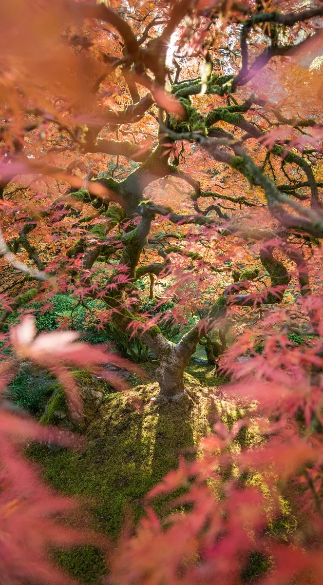 aura.jpg