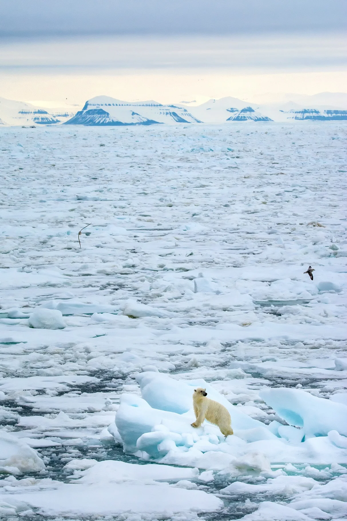 Polar Spring.jpg