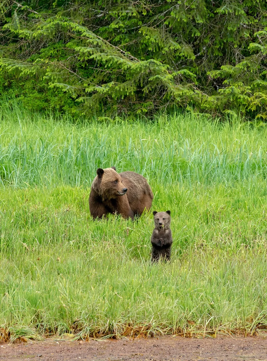 Curious Cub.jpg