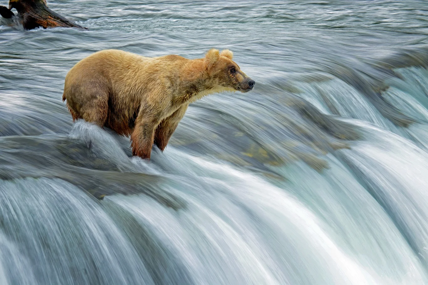 Brooks Falls.jpg