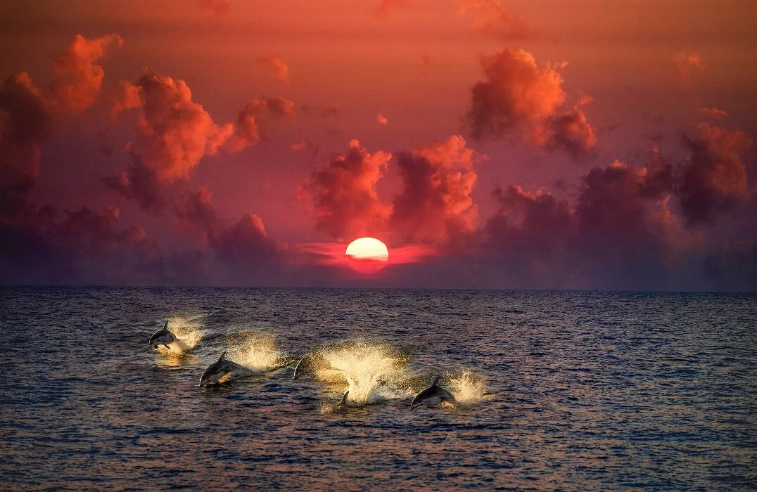 Elysian Sunset.jpg