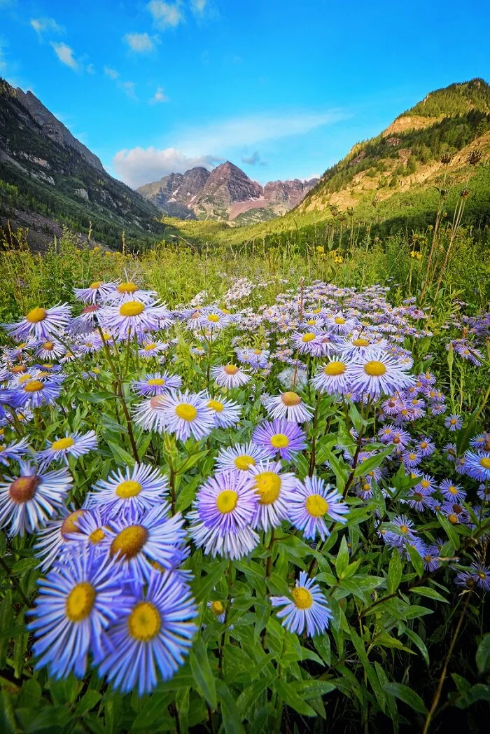 Aspen Spring3.jpg