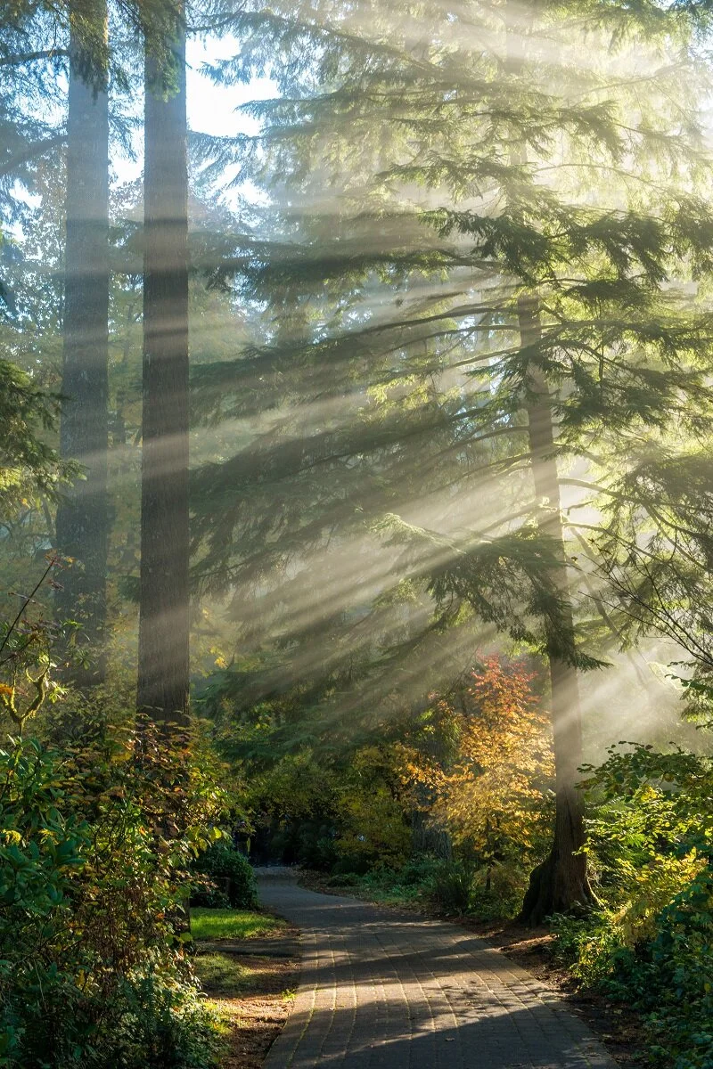 Forest Light.jpg